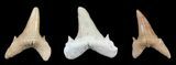 Bulk: 1 Lb Fossil Sand Tiger Shark Teeth - About 800 Teeth - Photo 2